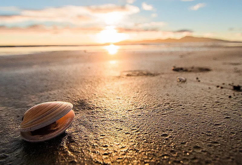 A shell on a beach - Responsible Investing