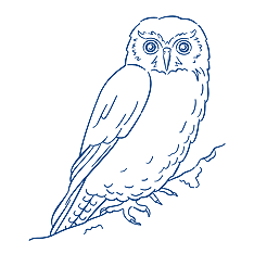 expertise owl illustration