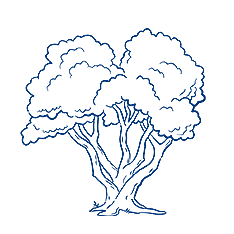 tree illustration - growth